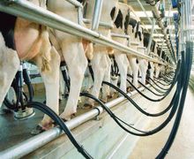 Економія на якісному кормі для корів призведе до зменшення надоїв